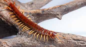 Centipede Control Services